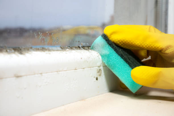 Best Attic Mold Removal  in , MN