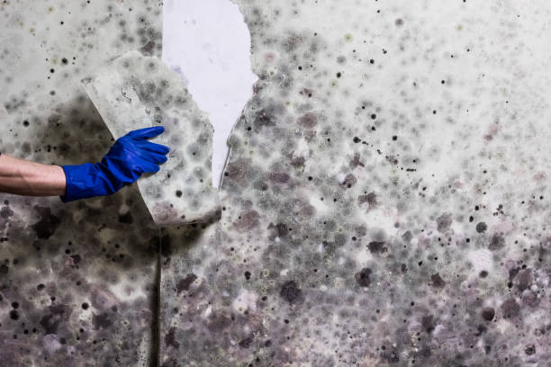 Best Black Mold Removal  in , MN